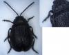 Galeruca tanaceti